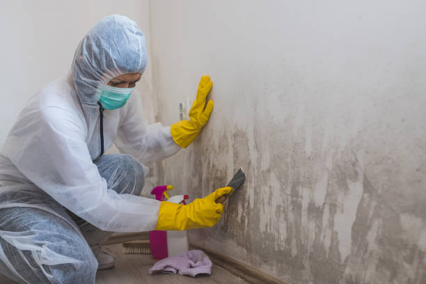 Best Post-Construction Mold Inspection  in Manche Village, CA