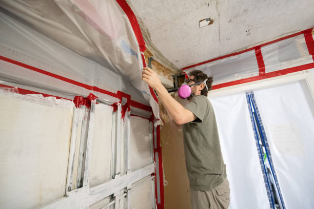 Best Black Mold Removal  in Manche Village, CA