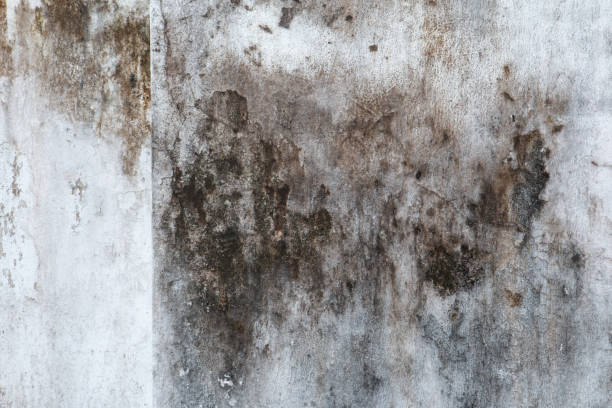 Best Mold Damage Restoration  in Manche Village, CA
