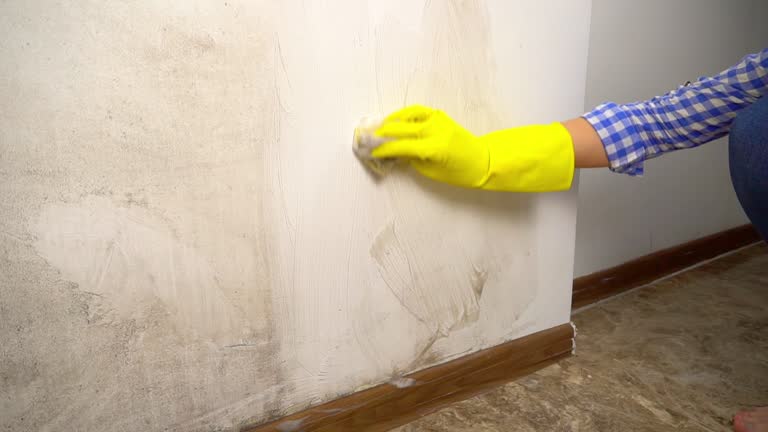 Professional Mold Removal in Camanche Village, CA