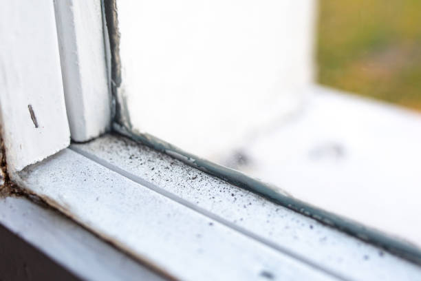 Best Mold Remediation for Rental Properties  in Manche Village, CA