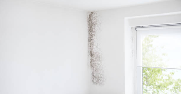 Best Mold Remediation for Healthcare Facilities  in Manche Village, CA