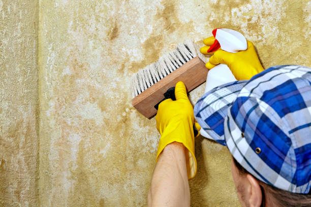 Best Mold Documentation for Insurance Claims  in Manche Village, CA