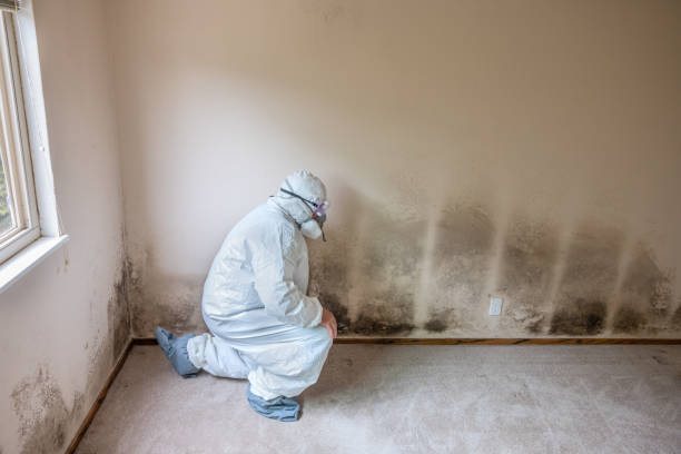 Best Post-Remediation Verification Testing  in Manche Village, CA